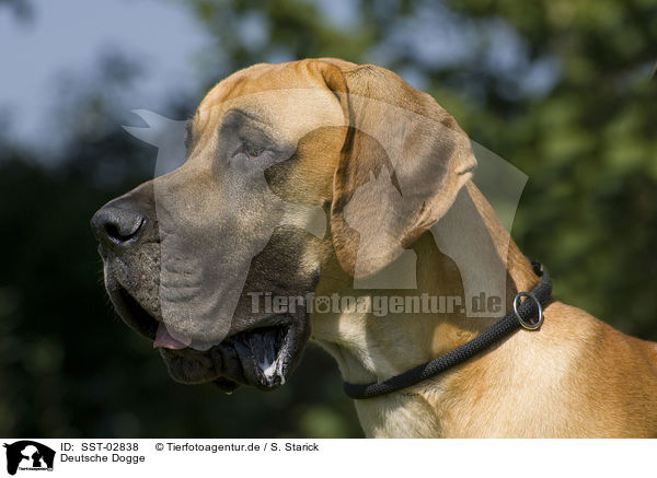 Deutsche Dogge / SST-02838