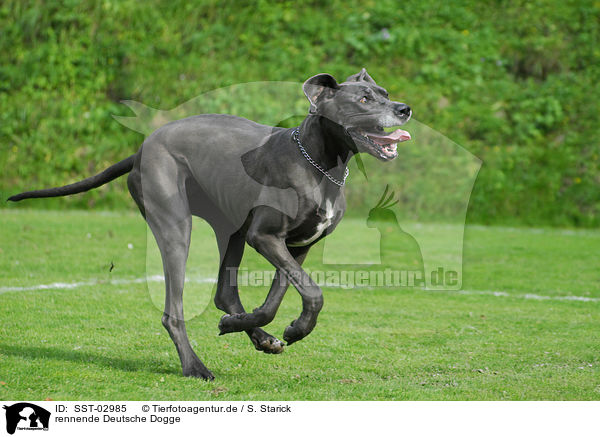 rennende Deutsche Dogge / running Great Dane / SST-02985
