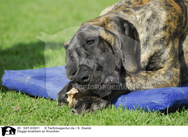 Dogge knabbert an Knochen / SST-03001