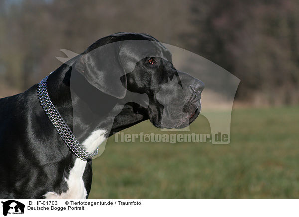 Deutsche Dogge Portrait / IF-01703