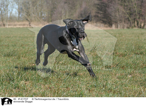rennende Dogge / running Great Dane / IF-01707