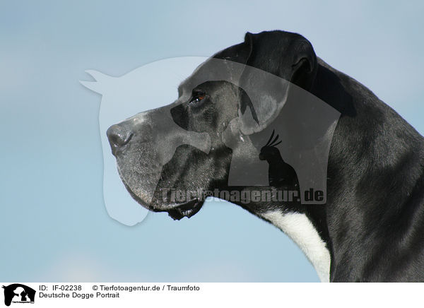 Deutsche Dogge Portrait / great dane portrait / IF-02238