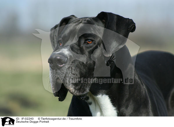 Deutsche Dogge Portrait / IF-02240