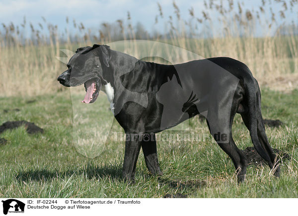 Deutsche Dogge auf Wiese / great dane on meadow / IF-02244
