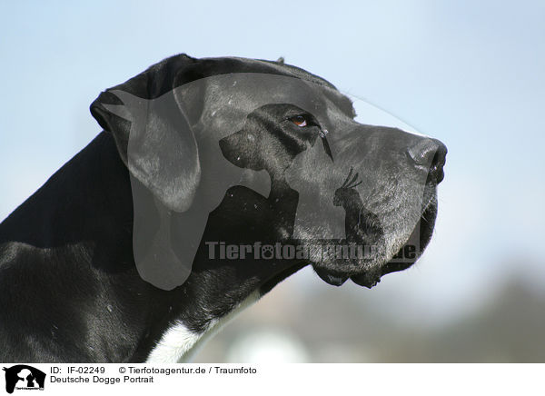 Deutsche Dogge Portrait / IF-02249