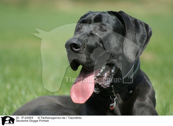 Deutsche Dogge Portrait / IF-02854