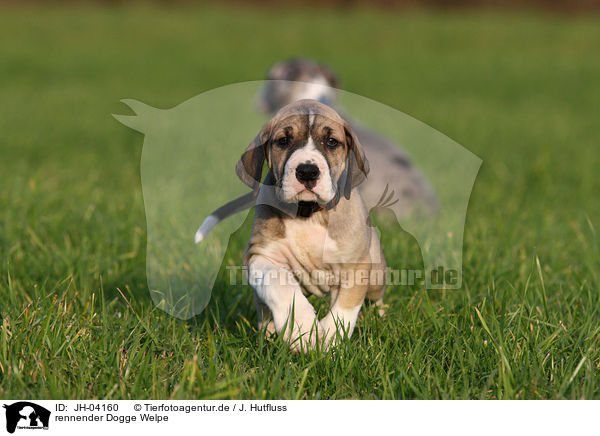 rennender Dogge Welpe / running great dane puppy / JH-04160
