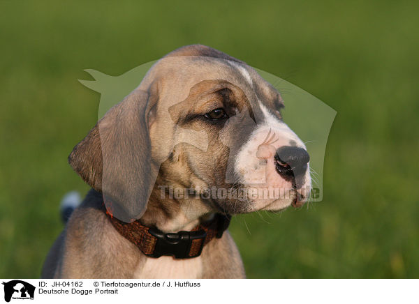 Deutsche Dogge Portrait / JH-04162