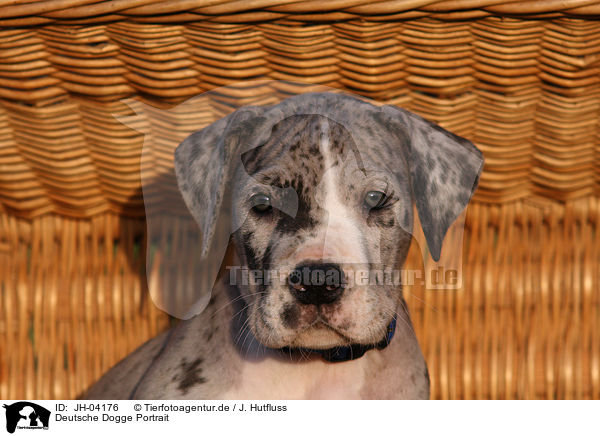 Deutsche Dogge Portrait / Great Dane Portrait / JH-04176