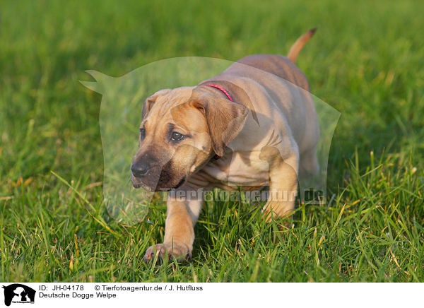 Deutsche Dogge Welpe / JH-04178