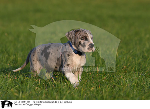 Deutsche Dogge Welpe / JH-04179