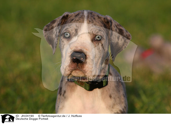 Deutsche Dogge Portrait / JH-04190