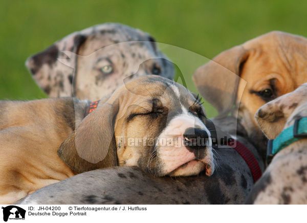 Deutsche Dogge Portrait / Great Dane Portrait / JH-04200