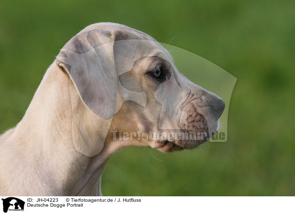 Deutsche Dogge Portrait / JH-04223