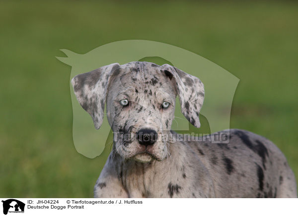 Deutsche Dogge Portrait / JH-04224