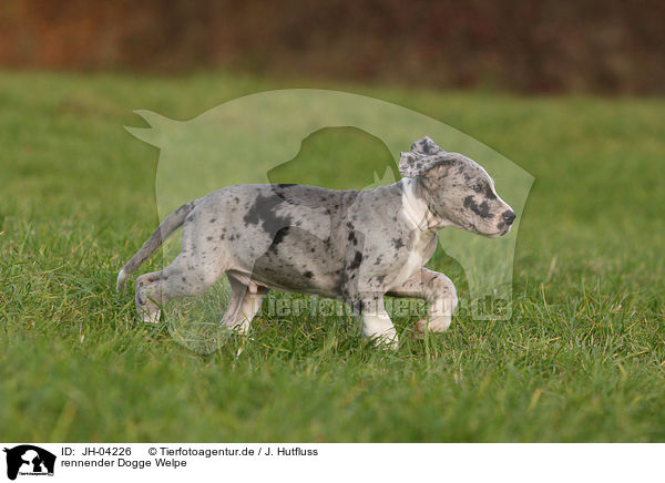 rennender Dogge Welpe / JH-04226