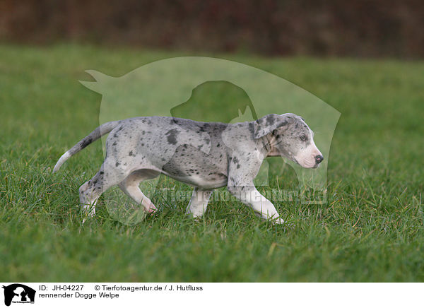 rennender Dogge Welpe / running great dane puppy / JH-04227