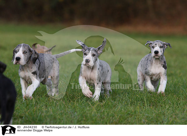rennender Dogge Welpe / running great dane puppy / JH-04230