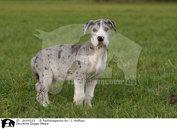 Deutsche Dogge Welpe / JH-04233