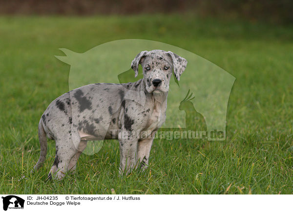 Deutsche Dogge Welpe / JH-04235