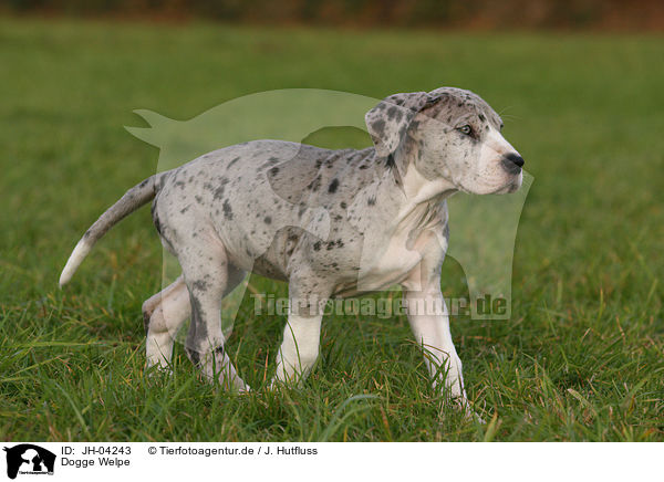 Dogge Welpe / JH-04243