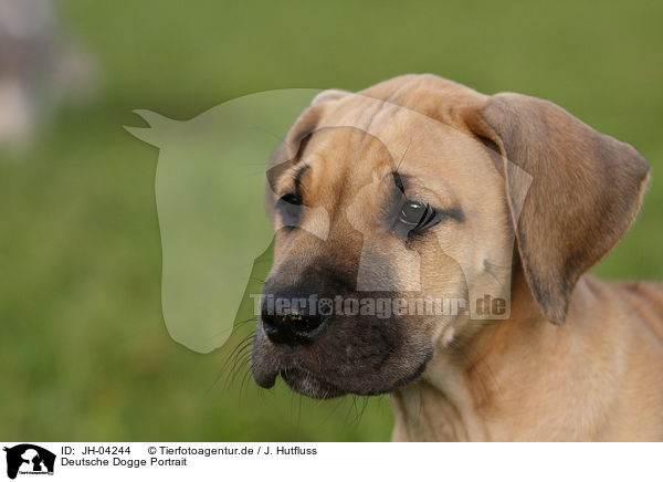 Deutsche Dogge Portrait / JH-04244