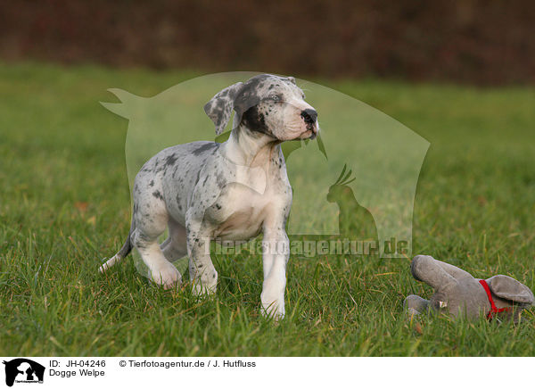 Dogge Welpe / JH-04246