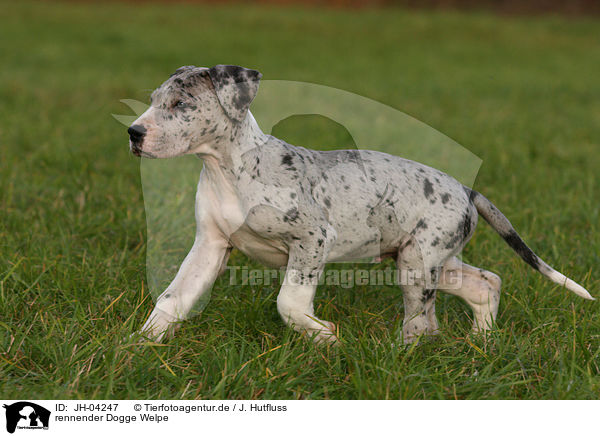 rennender Dogge Welpe / running great dane puppy / JH-04247