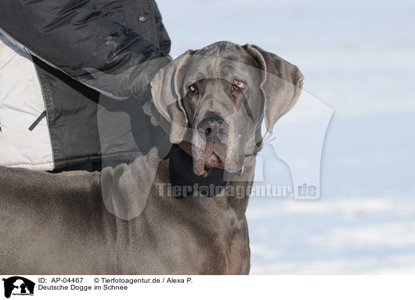 Deutsche Dogge im Schnee / AP-04467
