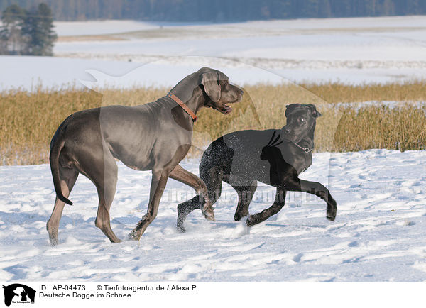 Deutsche Dogge im Schnee / AP-04473