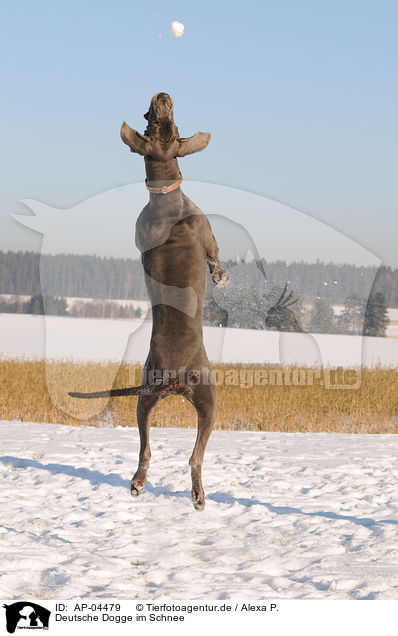 Deutsche Dogge im Schnee / great dane in snow / AP-04479