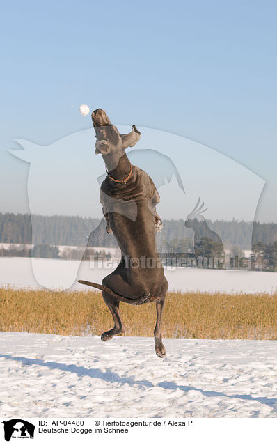 Deutsche Dogge im Schnee / great dane in snow / AP-04480
