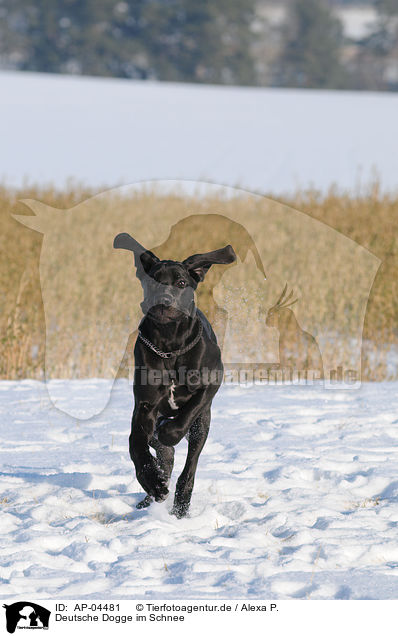 Deutsche Dogge im Schnee / AP-04481
