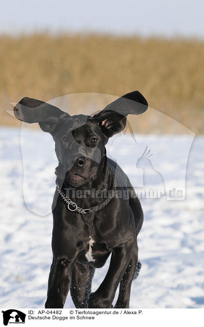 Deutsche Dogge im Schnee / great dane in snow / AP-04482