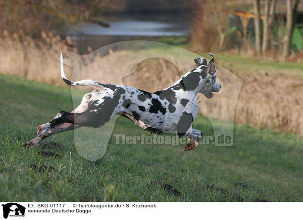 rennende Deutsche Dogge / running Great Dane / SKO-01117