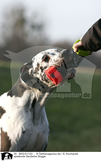 spielende Deutsche Dogge / SKO-01122