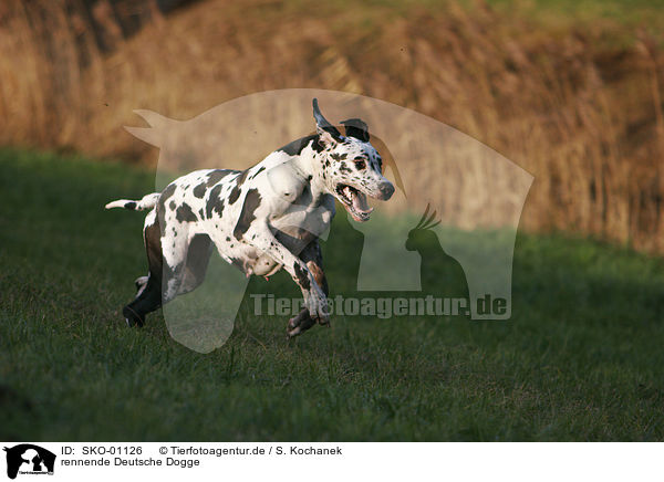 rennende Deutsche Dogge / running Great Dane / SKO-01126