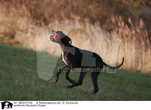 spielende Deutsche Dogge / SKO-01130