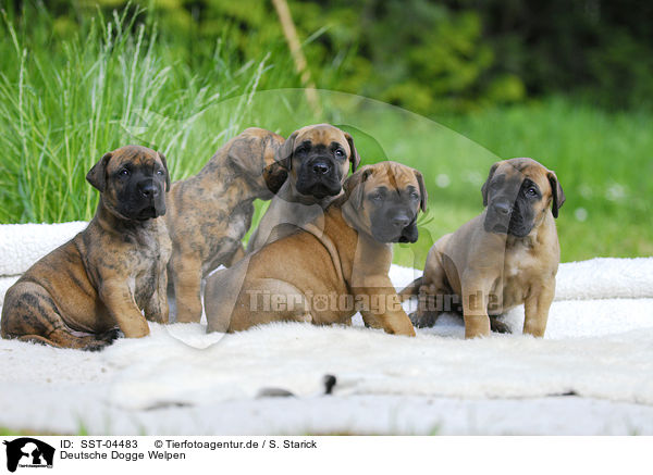 Deutsche Dogge Welpen / Great Dane Puppies / SST-04483