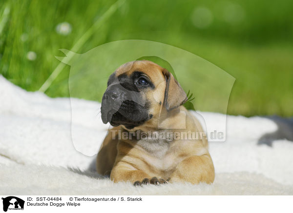 Deutsche Dogge Welpe / Great Dane Puppy / SST-04484