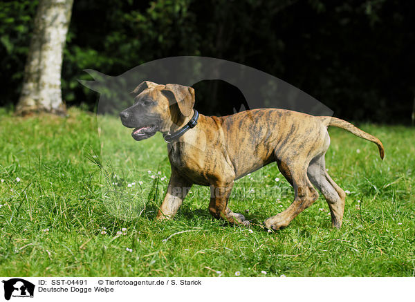 Deutsche Dogge Welpe / SST-04491