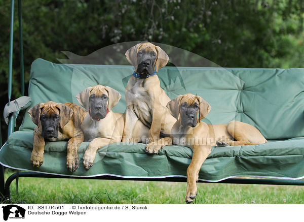 Deutsche Dogge Welpen / Great Dane Puppies / SST-04501