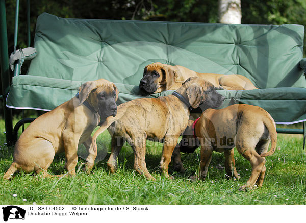 Deutsche Dogge Welpen / Great Dane Puppies / SST-04502