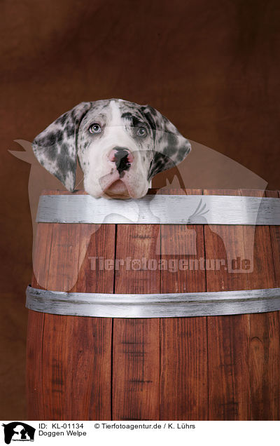 Doggen Welpe / Great Dane Puppy / KL-01134