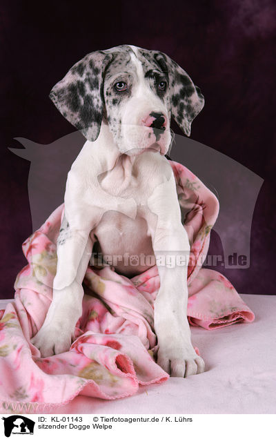 sitzender Dogge Welpe / sitting Great Dane Puppy / KL-01143