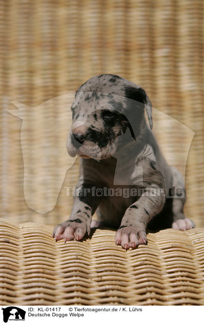 Deutsche Dogge Welpe / KL-01417