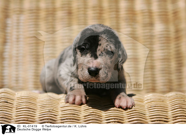 Deutsche Dogge Welpe / KL-01419