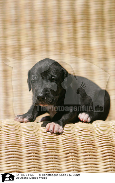 Deutsche Dogge Welpe / Great Dane Puppy / KL-01430