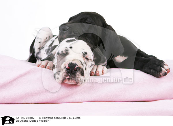 Deutsche Dogge Welpen / Great Dane Puppies / KL-01582