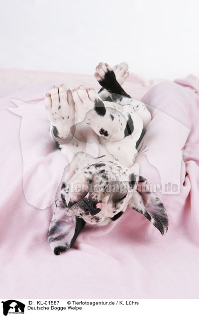 Deutsche Dogge Welpe / Great Dane Puppy / KL-01587